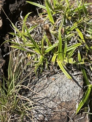 Xerophyta schlechteri