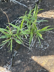 Xerophyta schlechteri