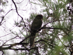 Platycercus icterotis icterotis