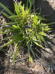 Xerophyta schlechteri