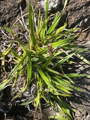 Xerophyta schlechteri