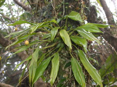 Dendrochilum uncatum