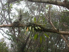 Dendrochilum uncatum