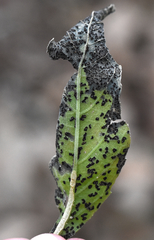 Puccinia stipae
