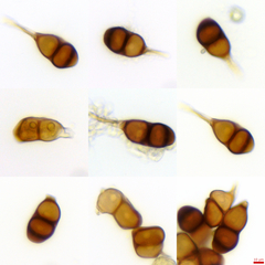 Puccinia stipae