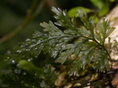 Crepidomanes latealatum