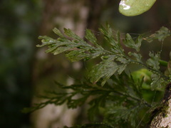 Crepidomanes latealatum