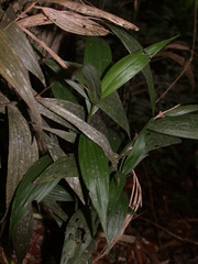 Tropidia curculigoides