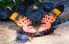 Pseudacraea boisduvalii