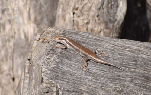 Kalahari Tree Skink