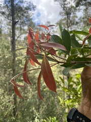 Elaeocarpus eumundii