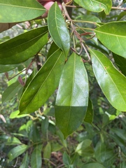 Elaeocarpus eumundii