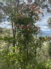 Elaeocarpus eumundii