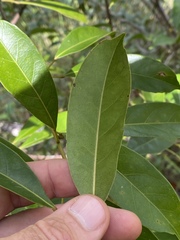 Elaeocarpus eumundii