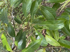 Elaeocarpus eumundii