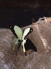 Papilio dardanus meseres