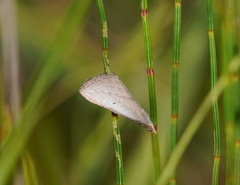 Adeixis inostentata