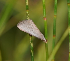 Adeixis inostentata