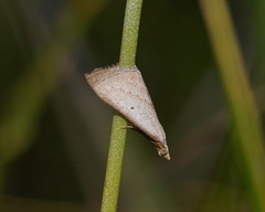Adeixis inostentata