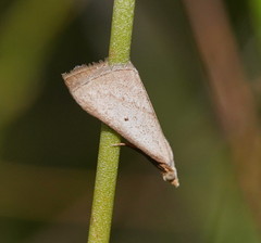 Adeixis inostentata