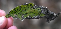 Puccinia stipae