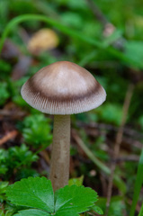 Amanita umbrinolutea