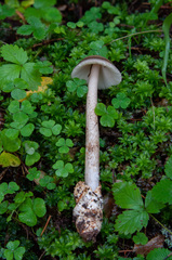 Amanita umbrinolutea