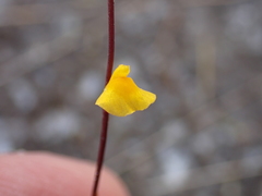 Utricularia guyanensis