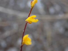 Utricularia guyanensis