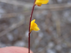 Utricularia guyanensis