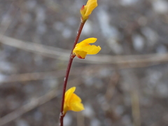 Utricularia guyanensis