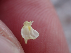 Utricularia tenuissima