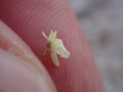 Utricularia tenuissima