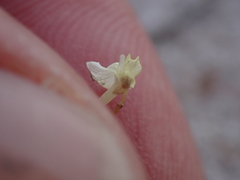 Utricularia tenuissima