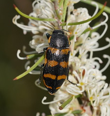 Temognatha mitchellii