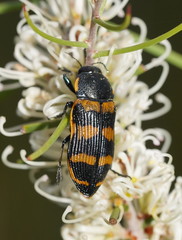 Temognatha mitchellii