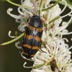 Temognatha mitchellii
