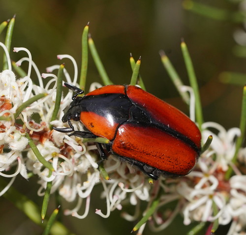 Dilochrosis bakewelli · iNaturalist