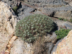 Astragalus tragacantha