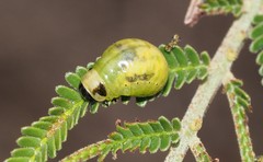 Calomela curtisi