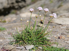 Armeria ruscinonensis