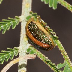 Calomela curtisi