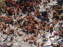 Crassula vaillantii