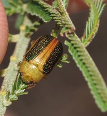 Calomela curtisi