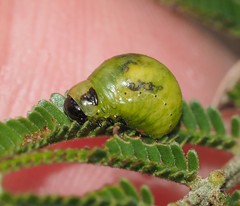 Calomela curtisi