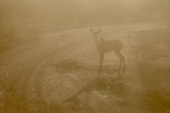 Tragelaphus strepsiceros cottoni