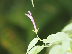 Siphocampylus cordatus