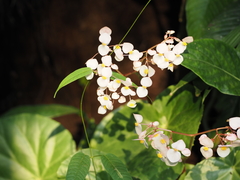 Begonia urophylla