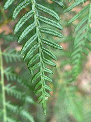 Pteridium esculentum esculentum