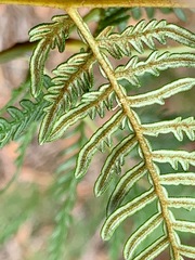 Pteridium esculentum esculentum